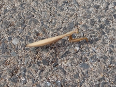 Mantis religiosa religiosa