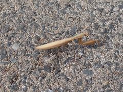 Mantis religiosa religiosa