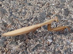 Mantis religiosa religiosa