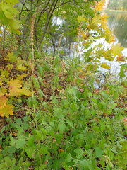 Leonurus quinquelobatus