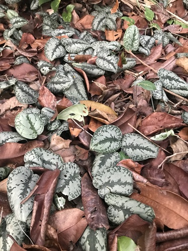 Scindapsus pictus