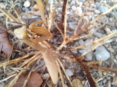 Mantis religiosa religiosa