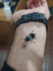 Cypherotylus borgmeieri