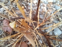 Mantis religiosa religiosa