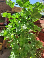 Sphaeralcea bonariensis