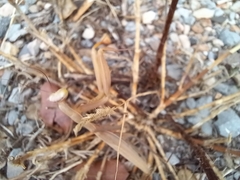 Mantis religiosa religiosa