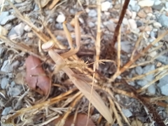 Mantis religiosa religiosa