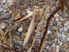 Mantis religiosa religiosa