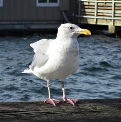 Larus glaucescens × occidentalis