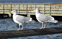Larus glaucescens × occidentalis