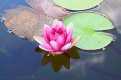 Nymphaea × marliacea