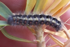 Acronicta nervosa