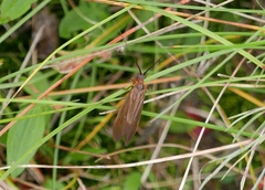 Anabolia