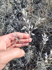Onosma tanaitica