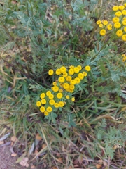 Tanacetum vulgare