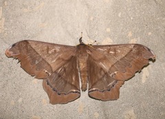 Arsenura ciocolatina