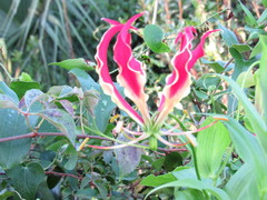Gloriosa