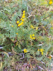 Tanacetum vulgare