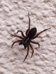 Lycosidae