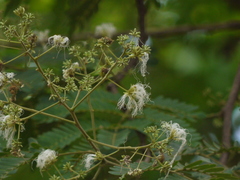 Albizia odoratissima