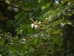 Albizia odoratissima
