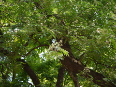 Albizia odoratissima