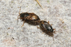 Stygnocoris
