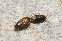 Stygnocoris