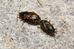 Stygnocoris