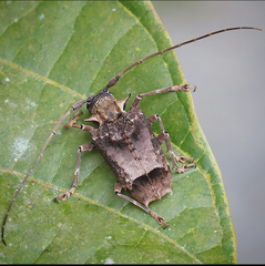 Polyrhaphis spinipennis