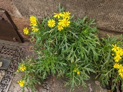 Senecio