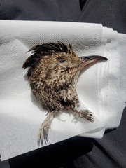 Nothoprocta cinerascens