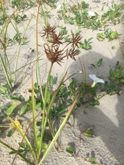 Cyperus esculentus macrostachyus