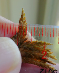 Cyperus esculentus macrostachyus