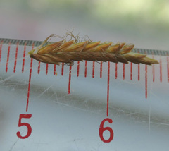 Cyperus esculentus macrostachyus