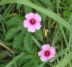 Ipomoea mauritiana