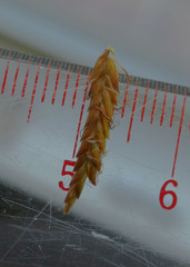 Cyperus esculentus macrostachyus