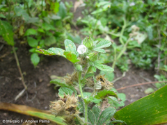 Fuertesimalva limensis