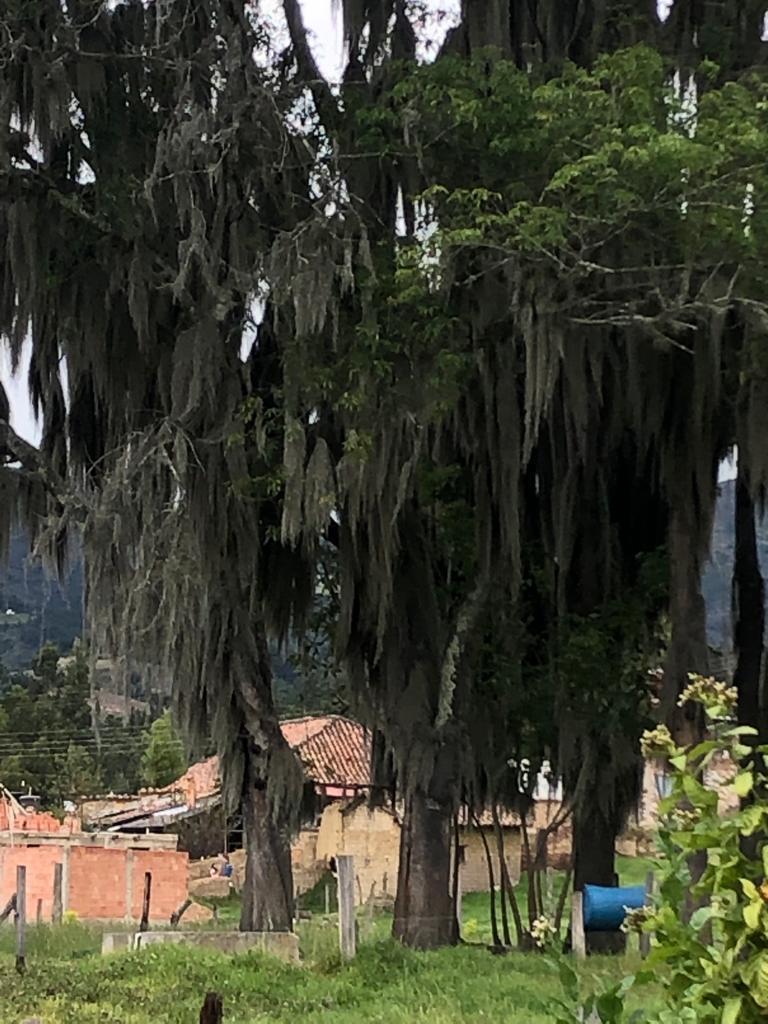 plants from a 495, Cra. 3 41, Floresta, Boyacá, Colombia on October