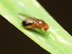 Pomace fly