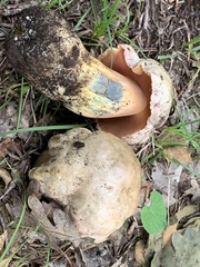 Rubroboletus haematinus