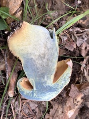 Rubroboletus haematinus