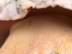 Rubroboletus haematinus