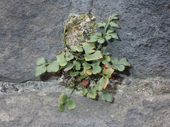 Asplenium ruta-muraria