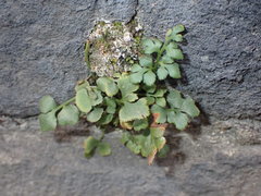 Asplenium ruta-muraria