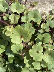 Cymbalaria muralis