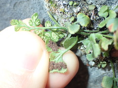 Asplenium ruta-muraria