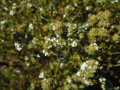 Thymus capitellatus