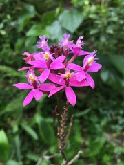 Epidendrum arachnoglossum