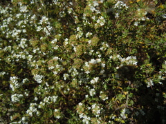 Thymus capitellatus